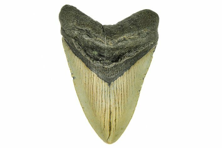 Serrated, Fossil Megalodon Tooth - North Carolina #294503